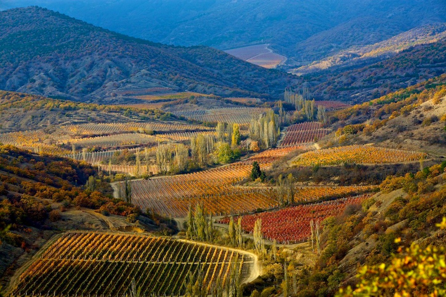 Солнечная Долина Крым виноградники