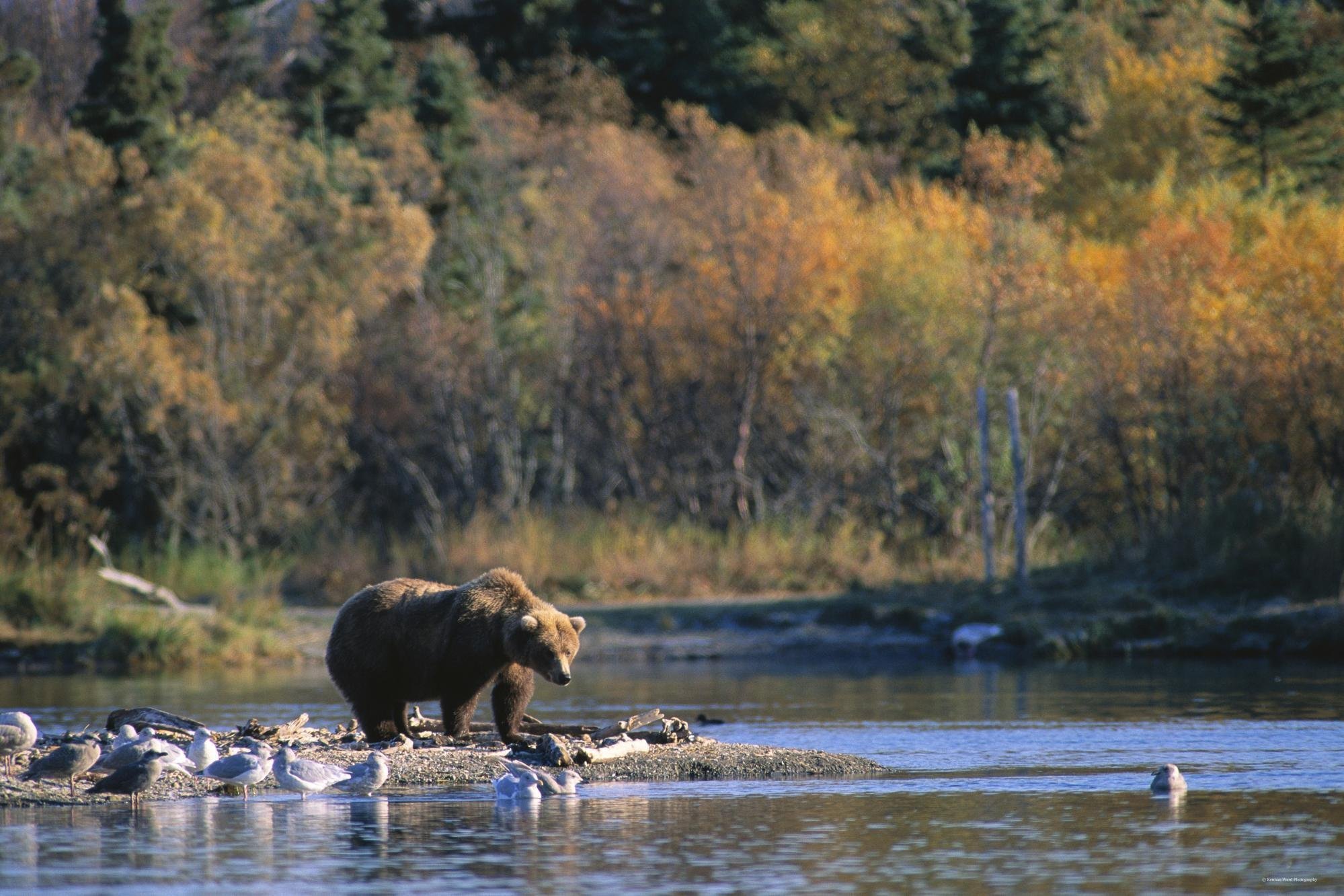 Покажите дикую природу. Лось в заповеднике большая Кокшага. Природа и животные. Медведь на реке.