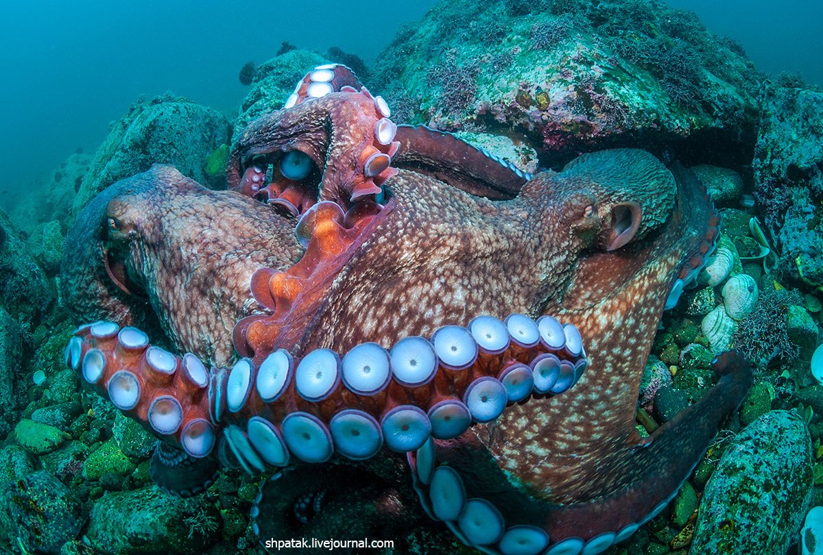 Море живое существо. Дальневосточный морской заповедник осьминог. Морские жители. Подводные обитатели. Обитатели морского дна.