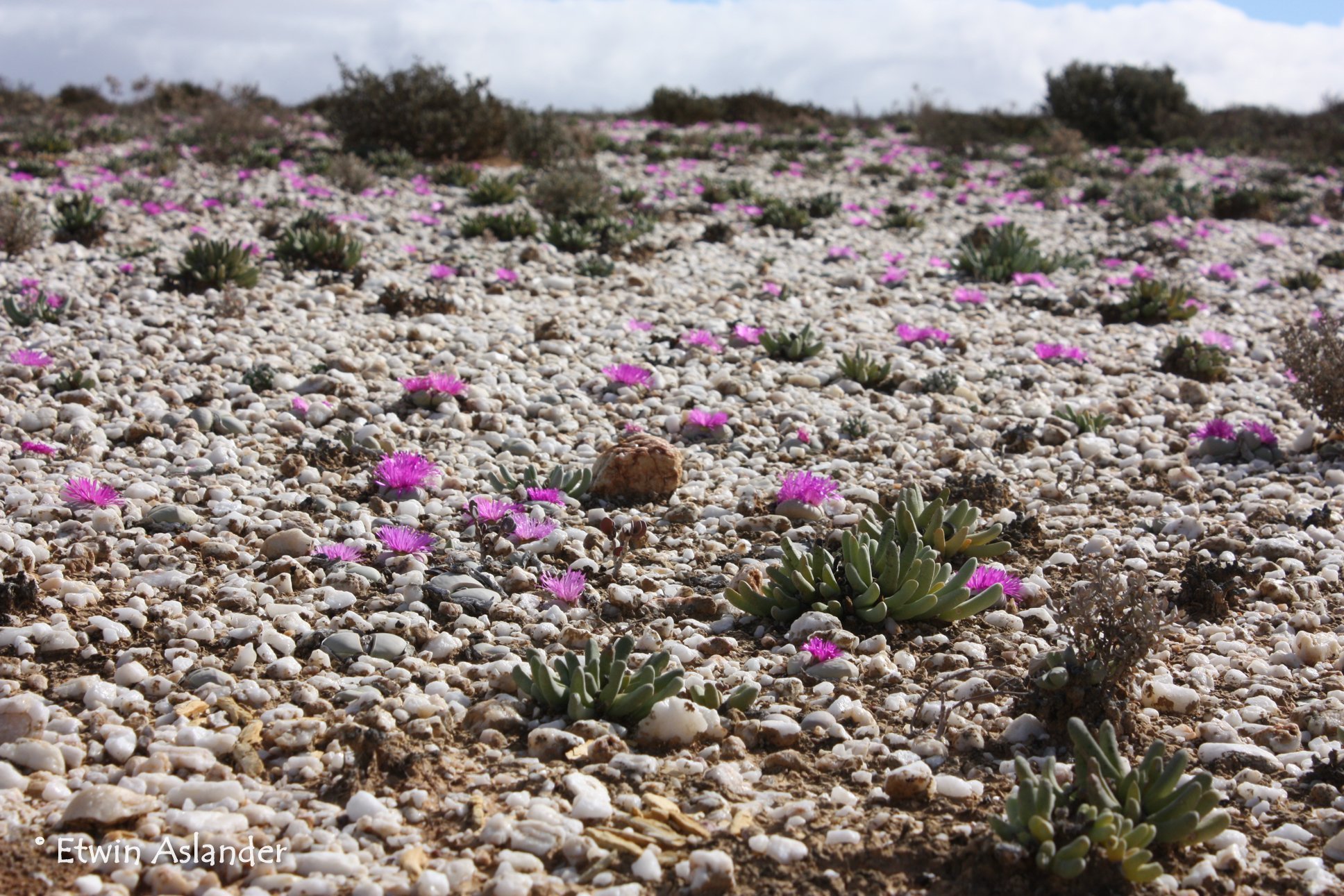 Травы растущие на песке. Литопс в пустыне. Аргиродерма Lithops Argyroderma. Живые камни литопсы. Литопсы в Африке.