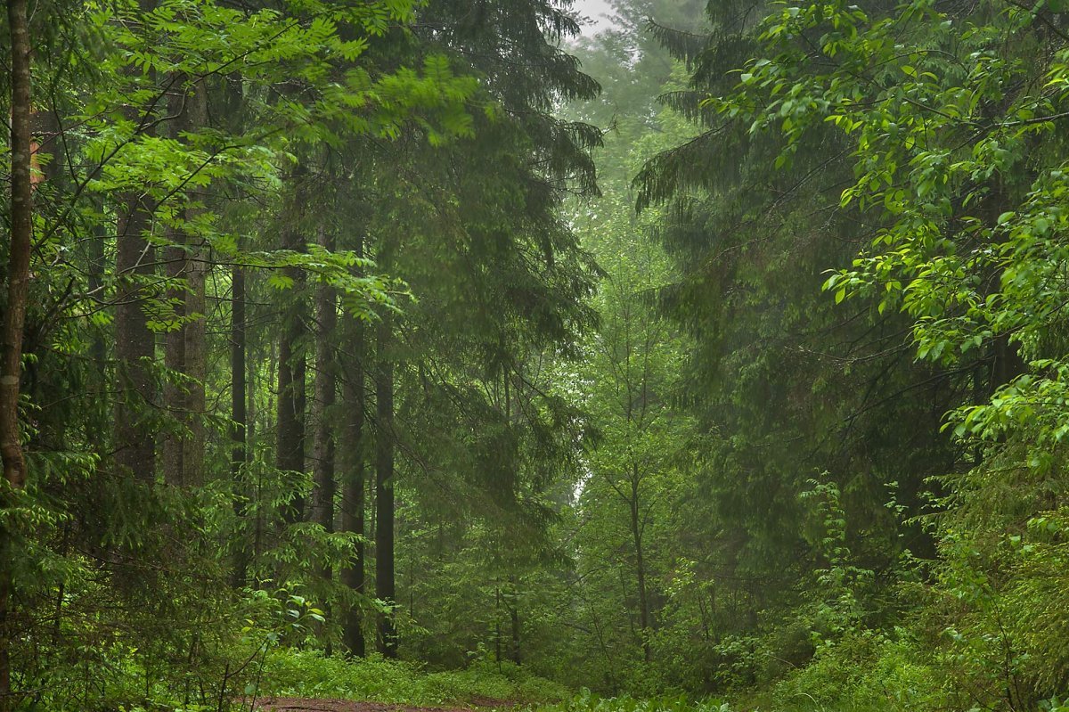 Как хорошо летом в лесу густая. Хвойный лес Удмуртии. Дремучий Сосновый Бор. Елово Сосновый лес. Лес хвойный Смоленск.