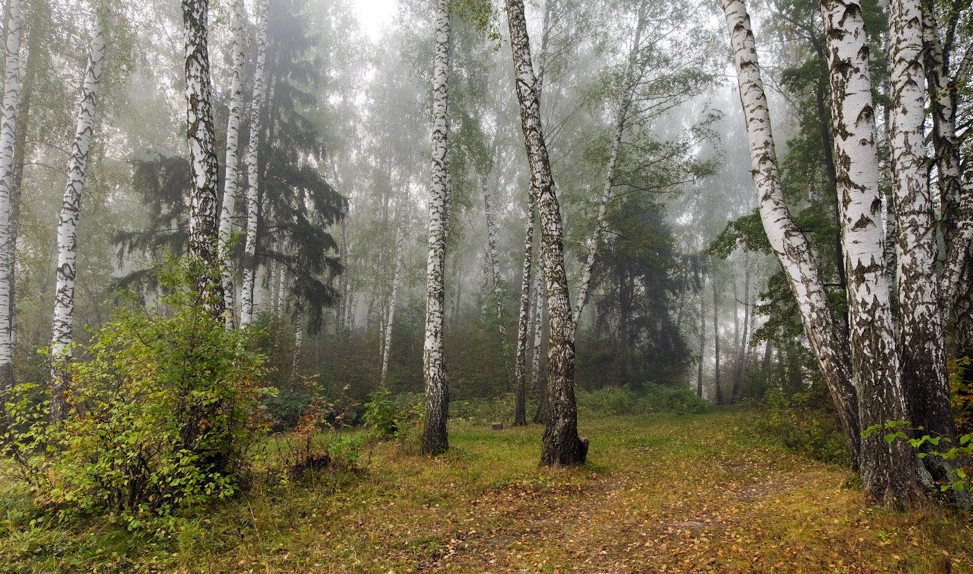 Русские леса