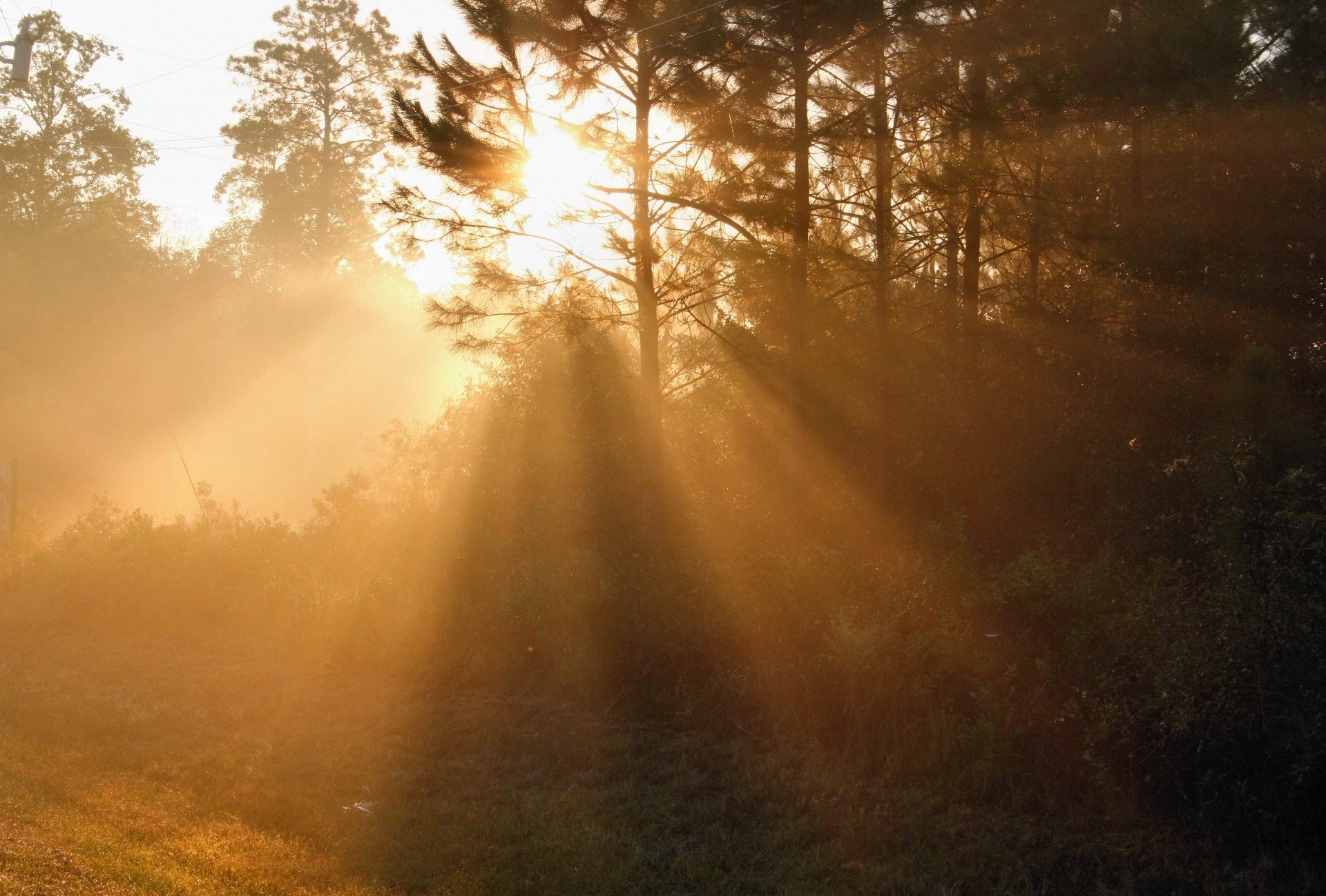 Проглядывают первые лучи солнца ярко. Лучи солнца. Солнце в тумане. Утренний лес. Лучи солнца в тумане.
