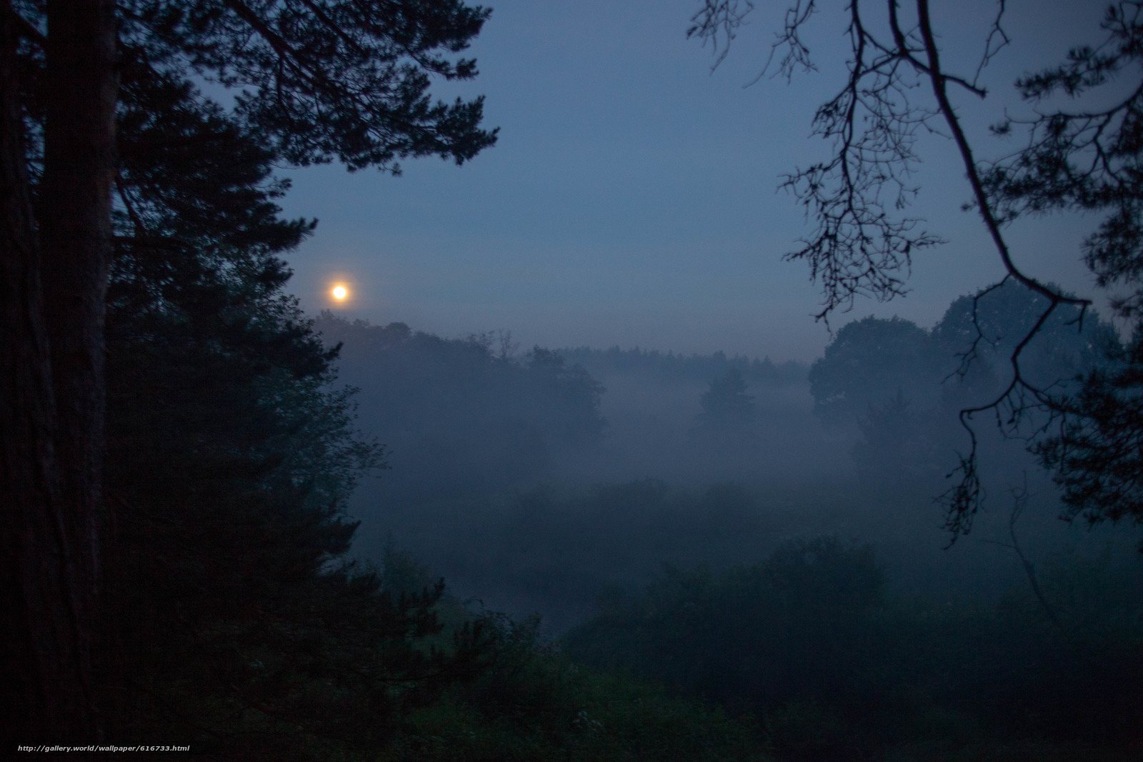 Туман бывает вечером. Ночной лес. «Ночь в лесу». Лес Сумерки. Летняя ночь.