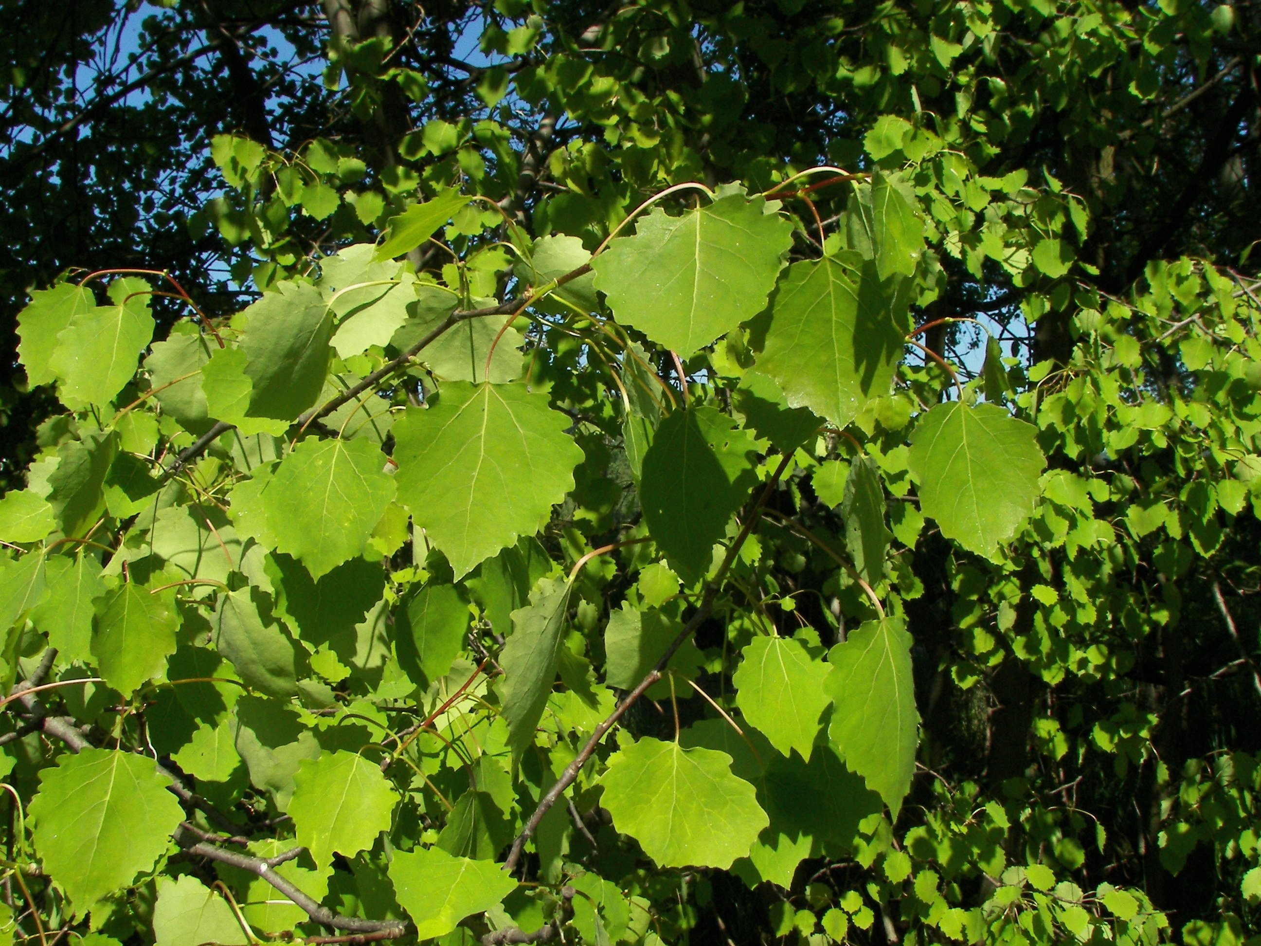 Лист молодой осины. Осина (Populus tremula). Тополь дрожащий осина. Осина обыкновенная (Populus tremula). Осина обыкновенная (Pópulus trémula).