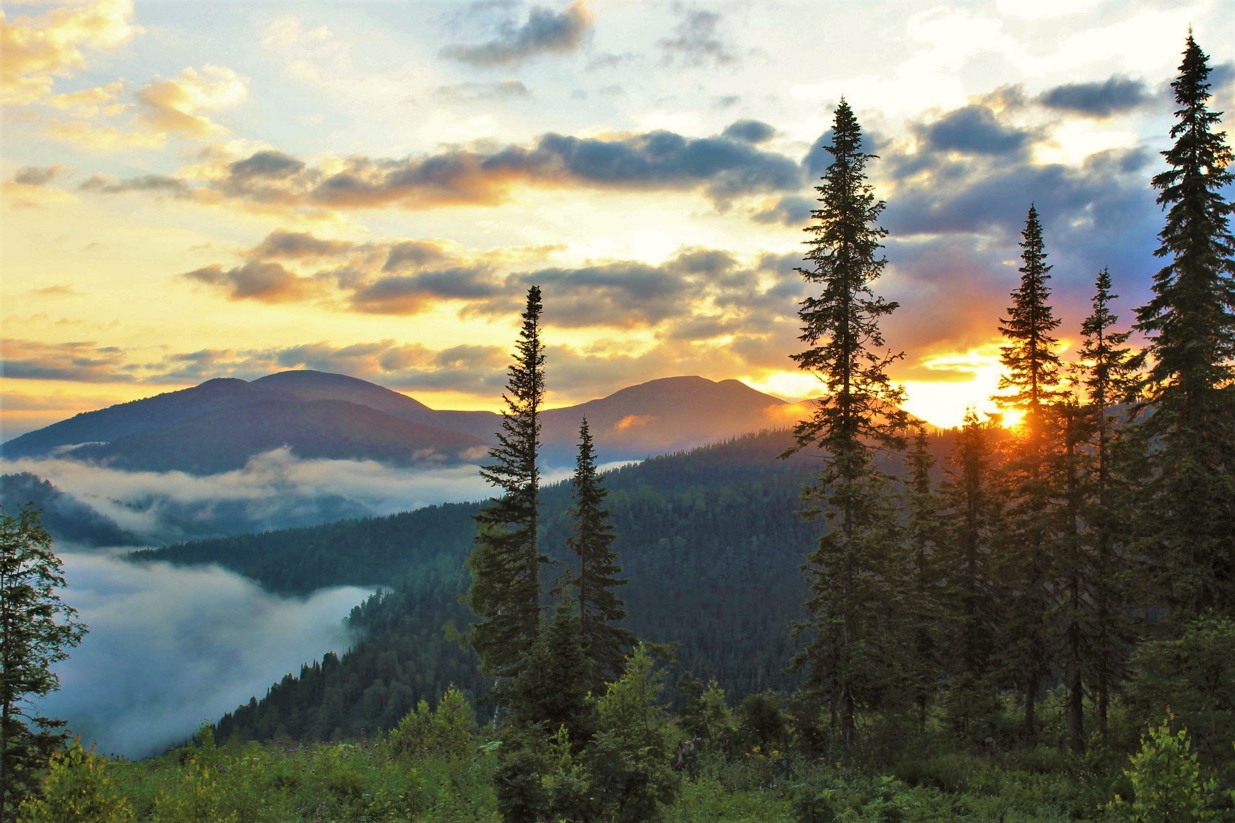 Рассвет в тайге фото