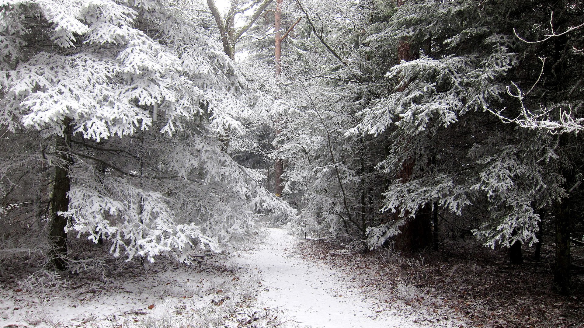 Пушистый снег в лесу