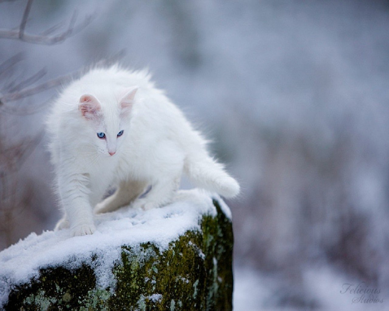 Ну белом белом. Норвежская Лесная кошка белая. Аляскинский снежный кот. Сибирская кошка белая. Сибирская Лесная кошка белая.