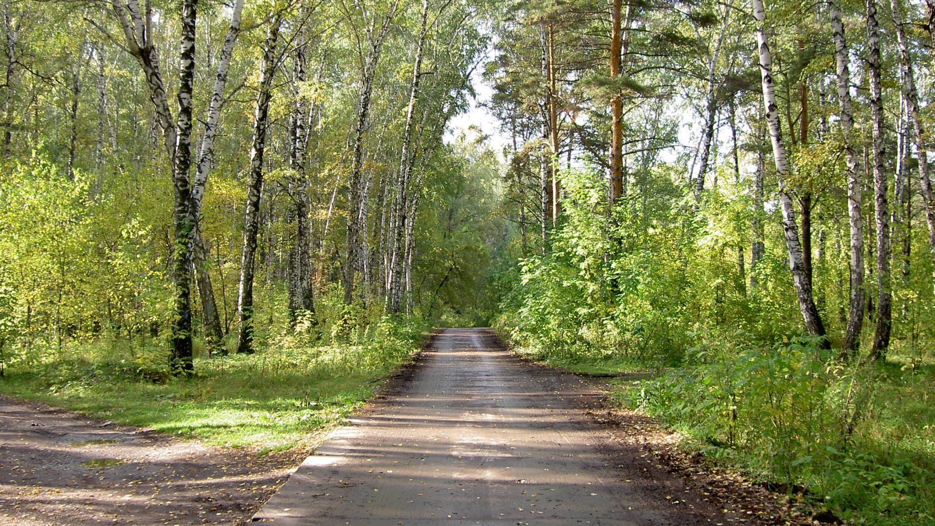 Тропинка в березовом лесу фото