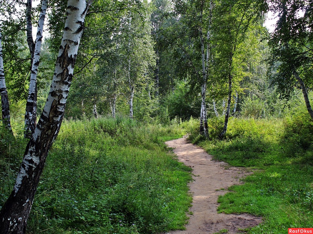 Тропинка в березовом лесу фото