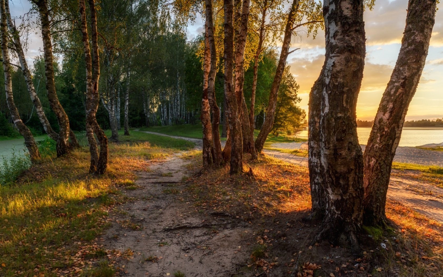 Тропинка в березовом лесу фото