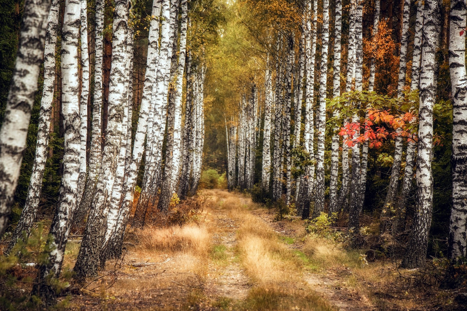 Тропинка в березовом лесу фото