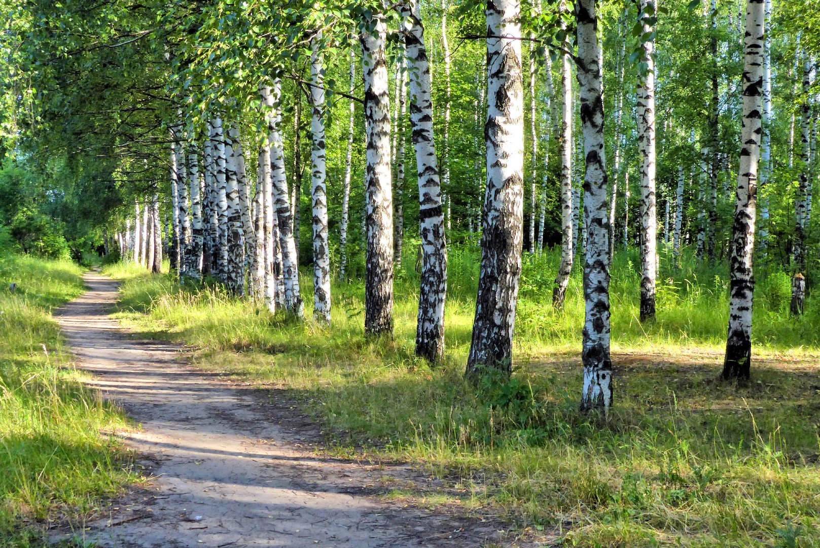 Березовая роща Яранск