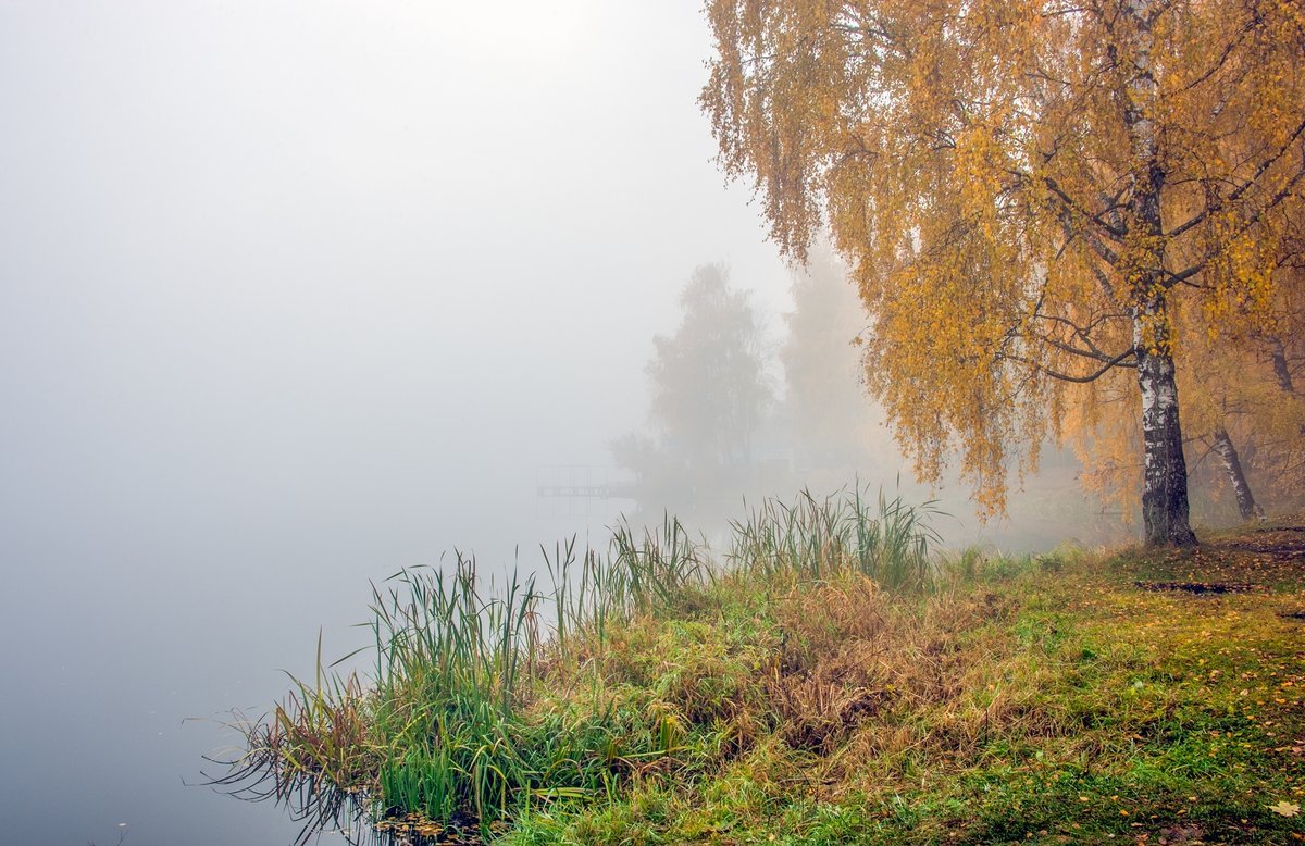 Осенняя береза у воды