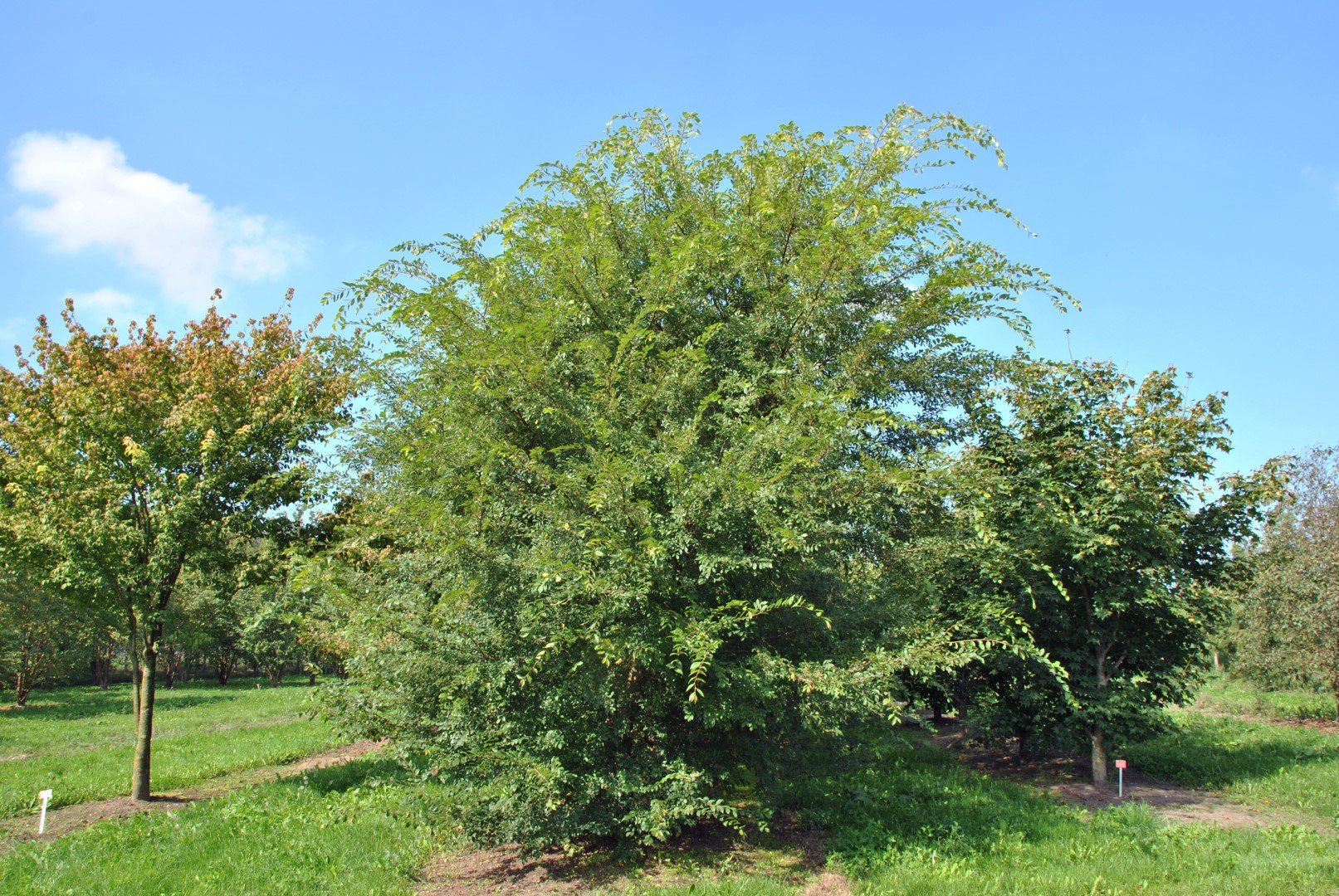 Вяз приземистый фото дерева и листьев