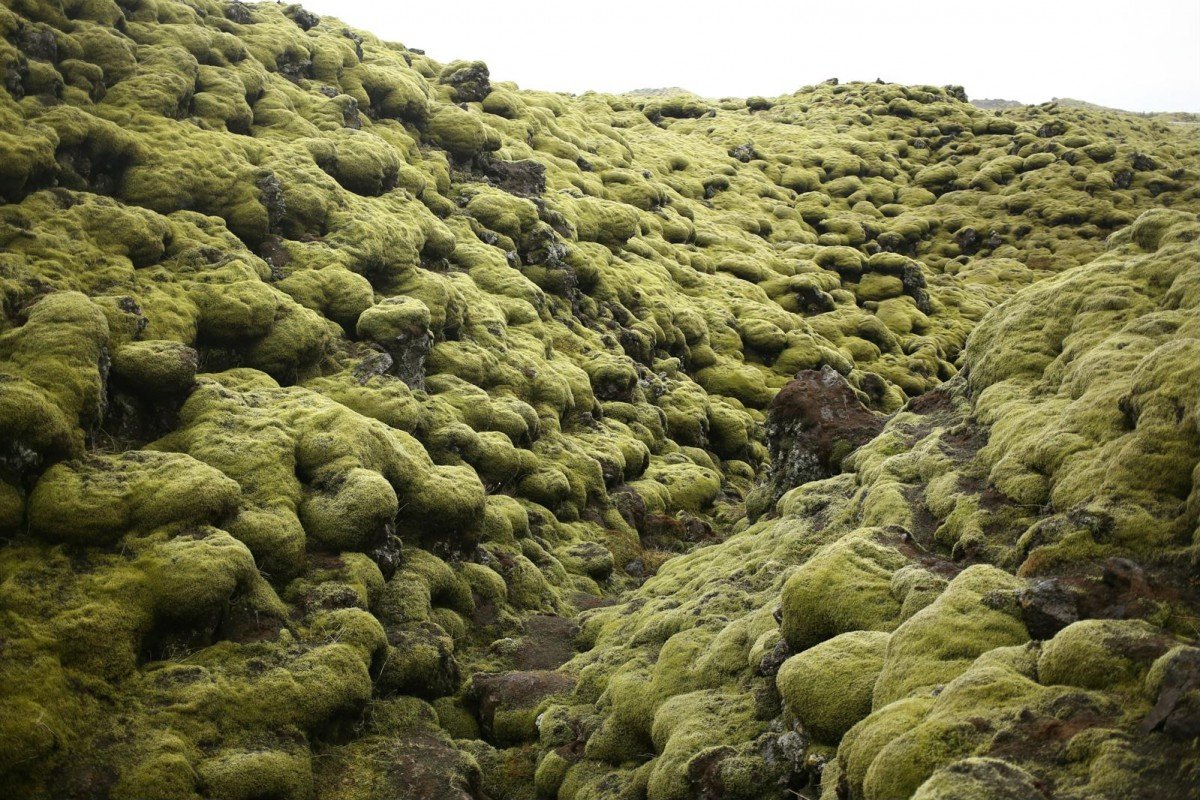 Мшистая лава Исландия