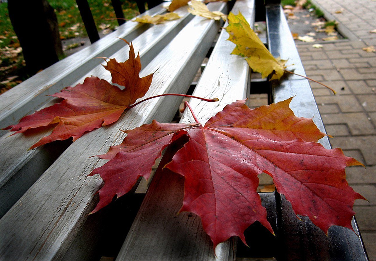 Песни грустит кленовая листва. Осенние листья. Опавшие кленовые листья. Осенний кленовый лист. Листья клена на земле.