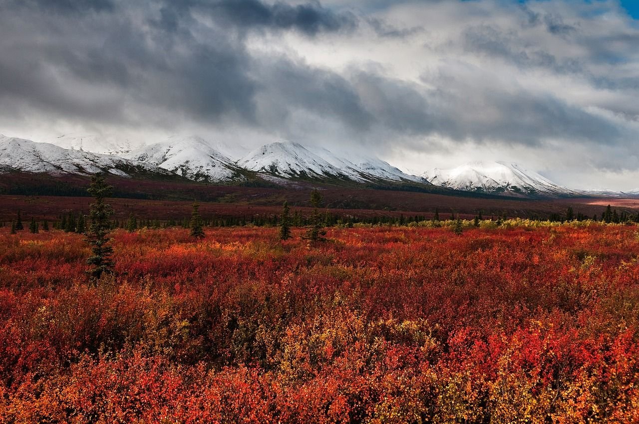 Парк Денали Аляска осень. Денали тундра. Осенняя тундра, национальный парк Денали, Аляска. Национальный парк Денали Аляска Дикая природа. Американская тундра