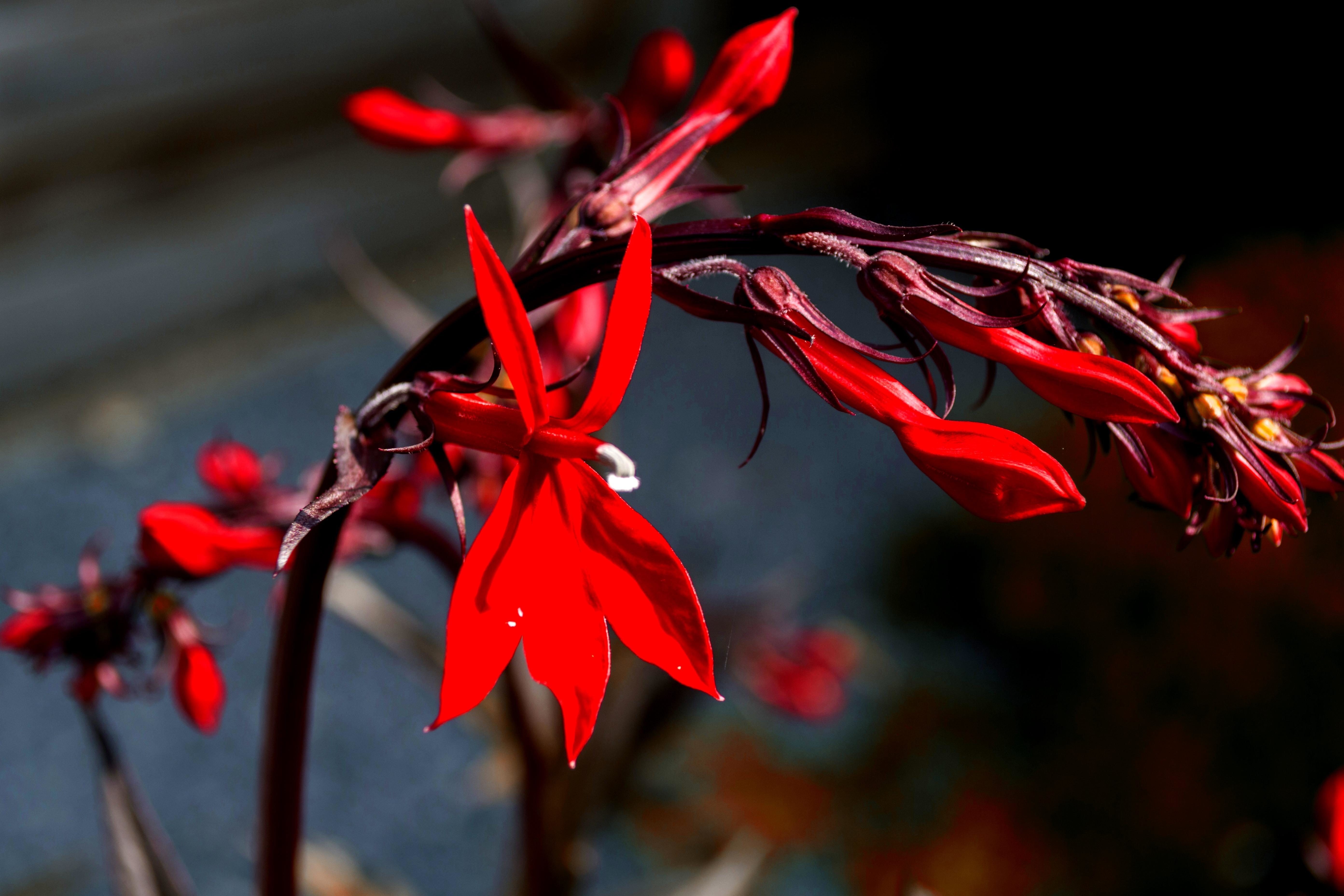 Красно жалкие. Красный цветок Геншин. Фелипея красная. Калестемон красный. Цветок с красными листьями.