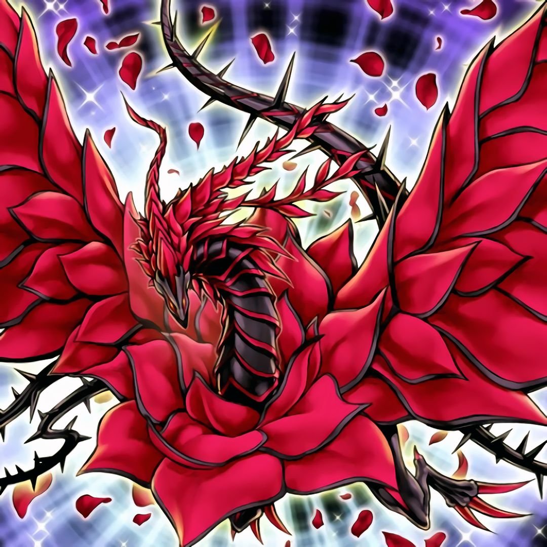 Роза Красный Дракон