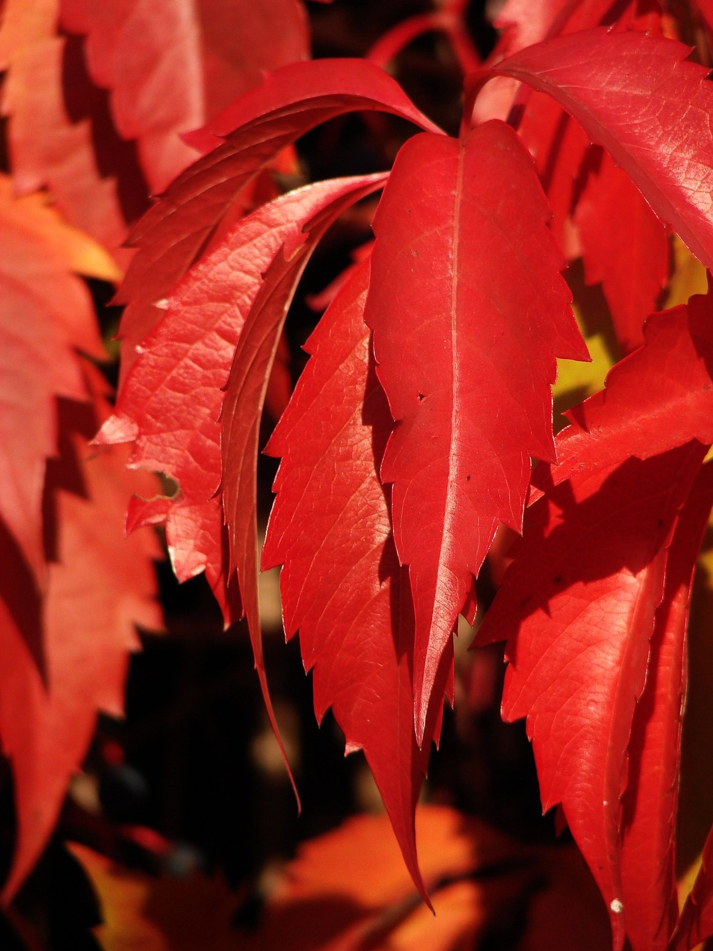 Красные края листьев. Багряный плющ. Красный лист. Дерево с красными листьями. Кустарник с красными листьями.
