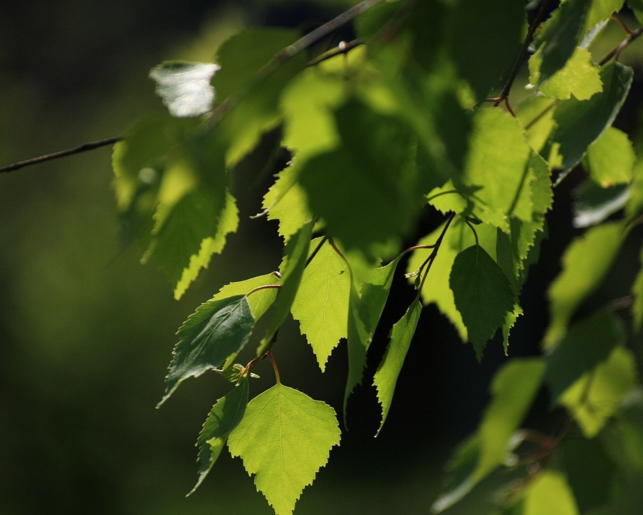 Листок березки. Берёза листья. Birch Leaf. Березовые бруньки. Листва березы.