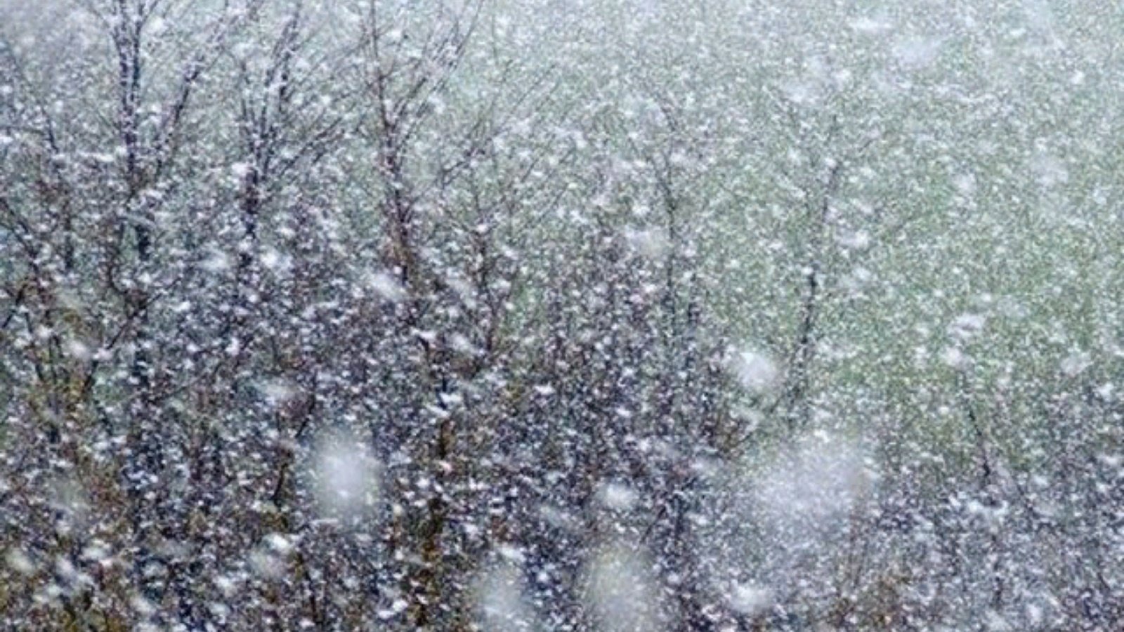 Осина стойко выдерживает натиск дождей и снегопадов. Снегопад. Снег с дождем. Весенняя метель. Весенний снегопад.