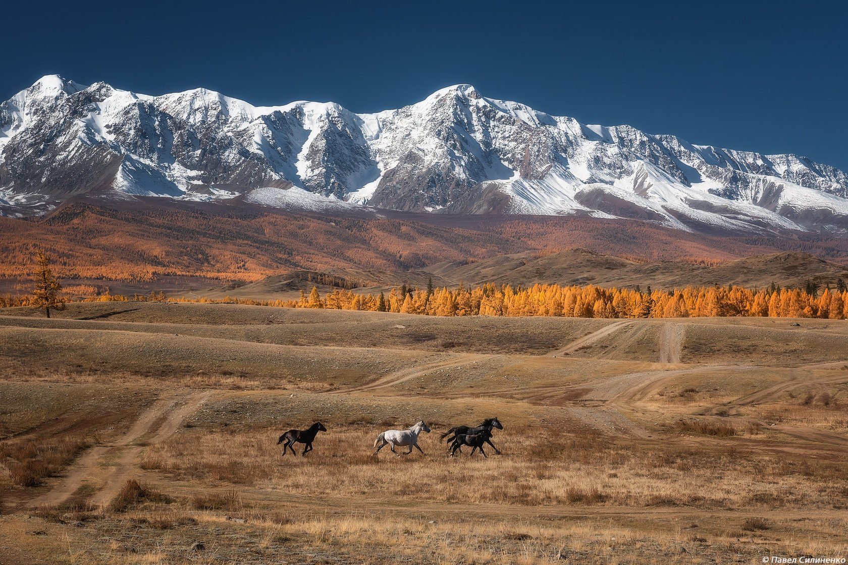 Курайская степь горный Алтай