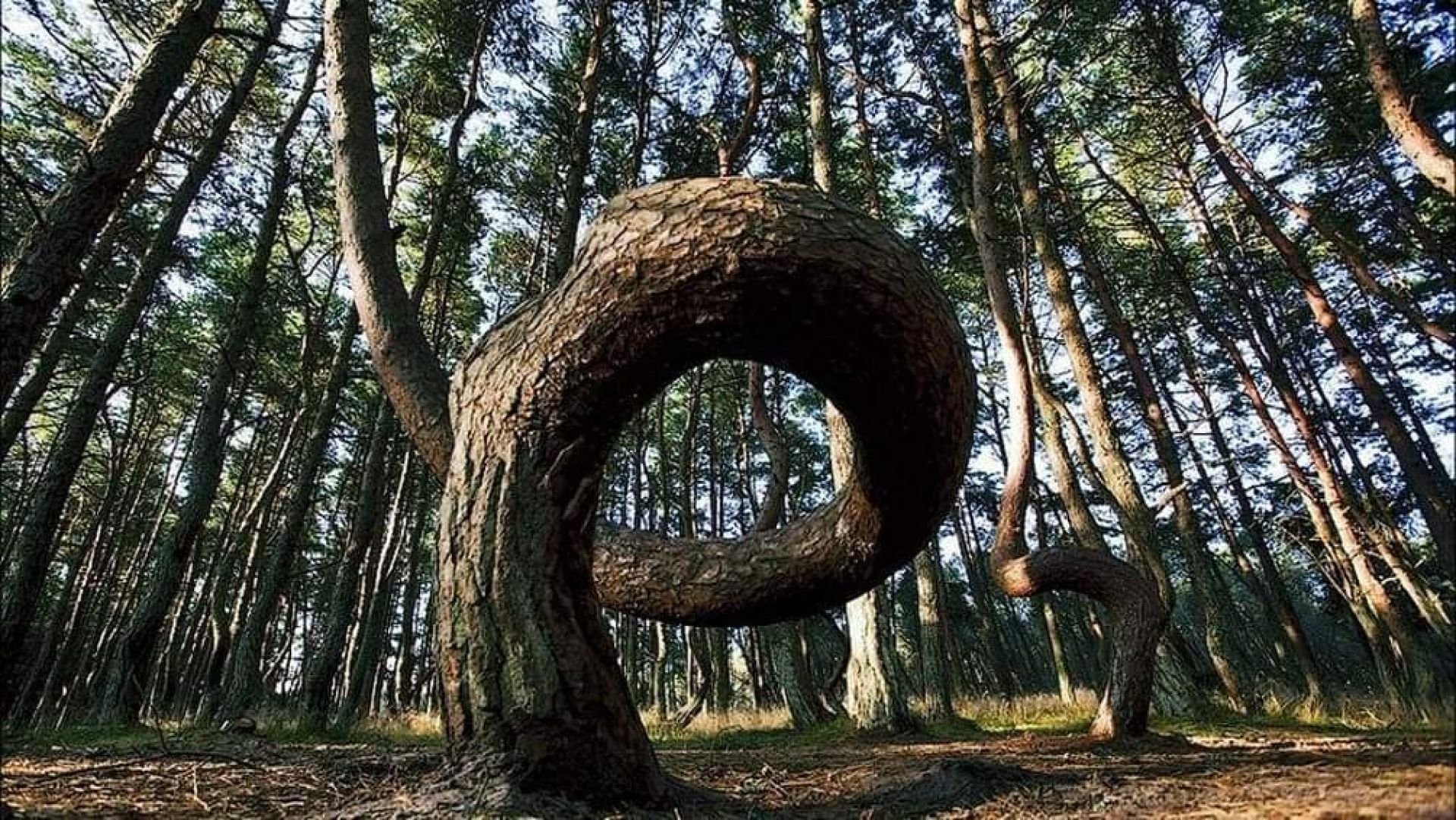 Танцующий лес на куршской косе фото деревьев