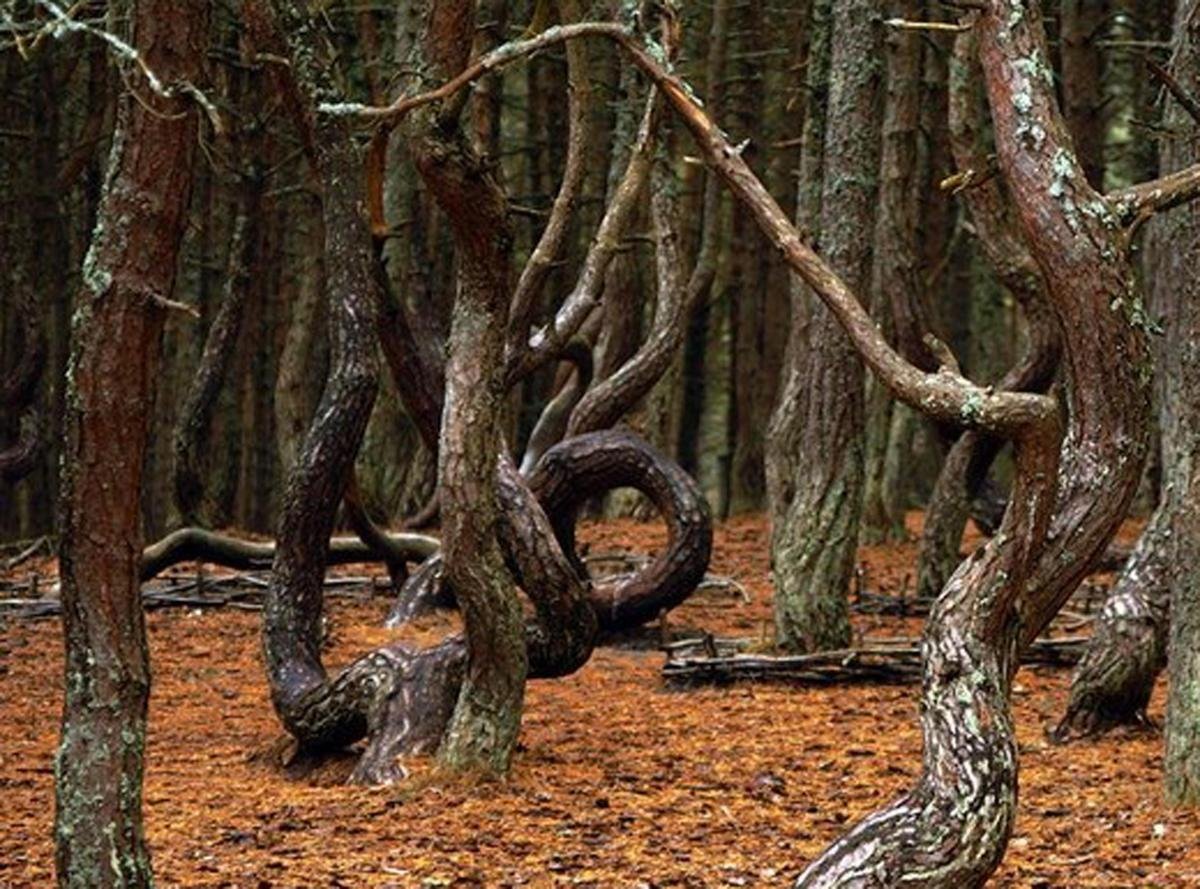 Пляшущий лес. Куршская коса Танцующий лес. Куршская коса Калининград Танцующий лес.