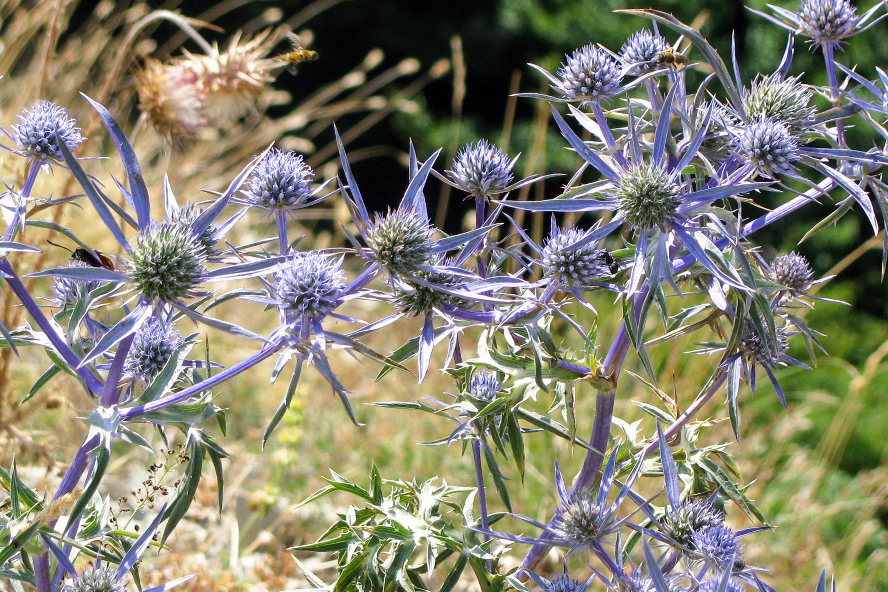 Колючий цветок. Синеголовник (Eryngium). Синеголовник Альпийский. Синеголовник Барракуда. Синеголовник агаволистный.