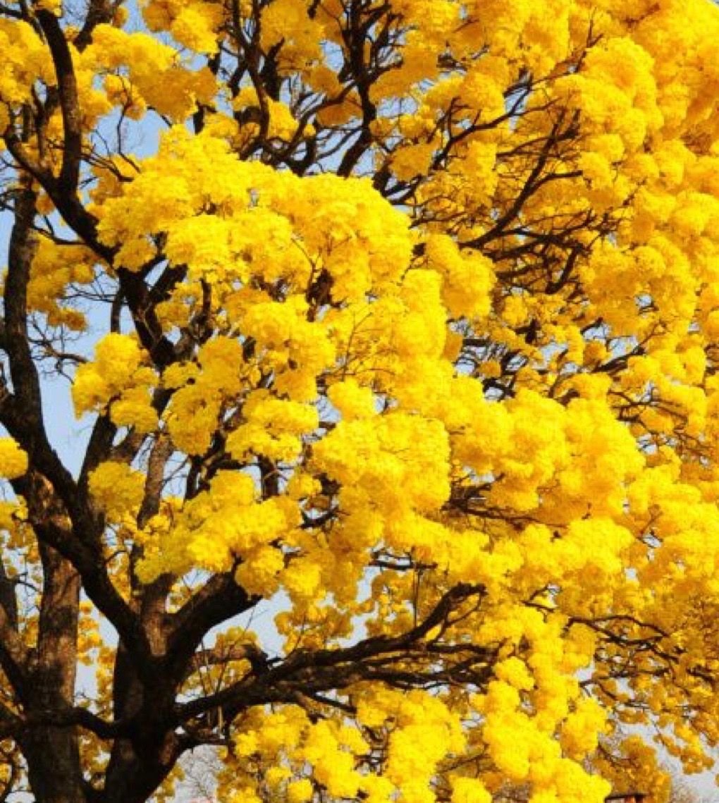 Желтое цветущее дерево