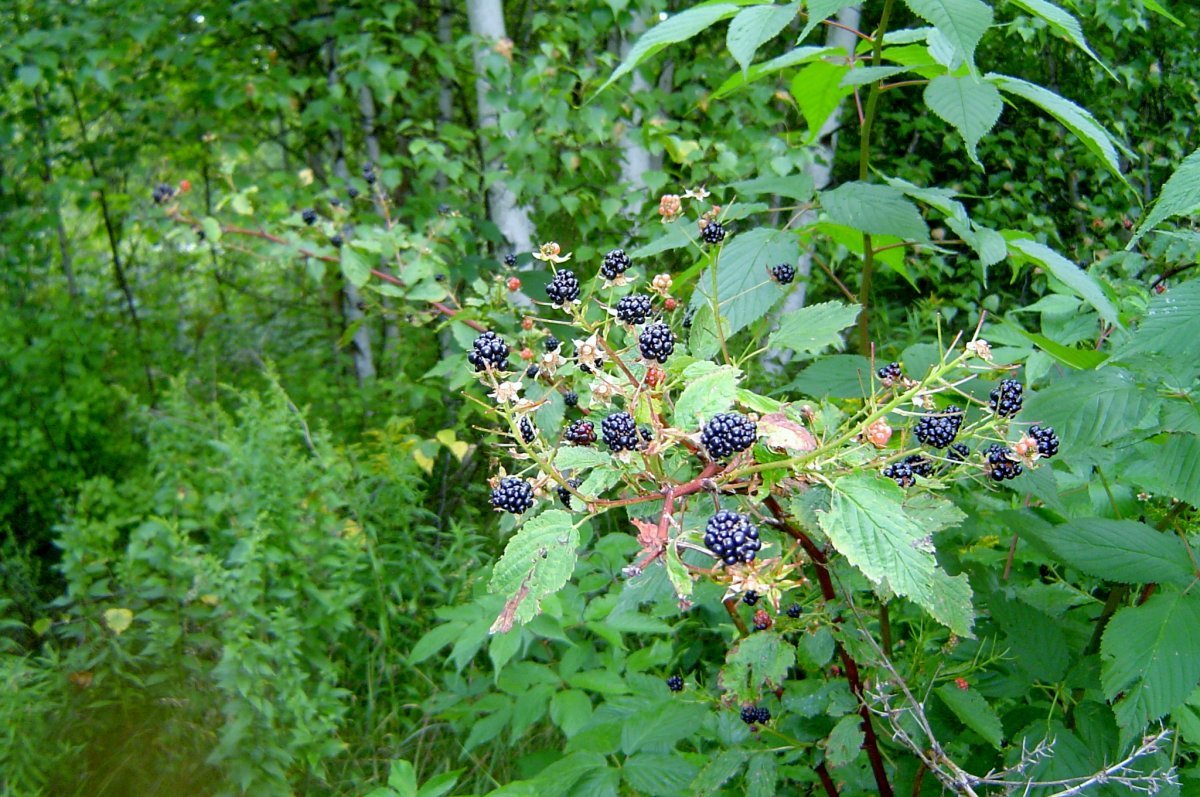 Ежевика кустарник картинка