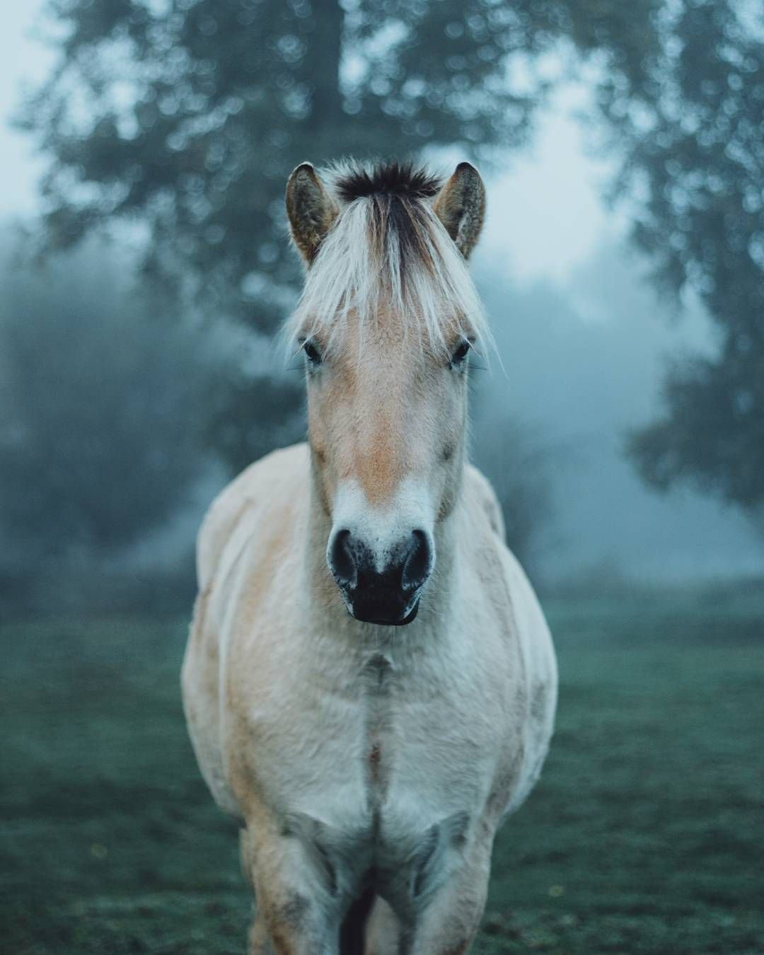 Фото лошадей эстетика