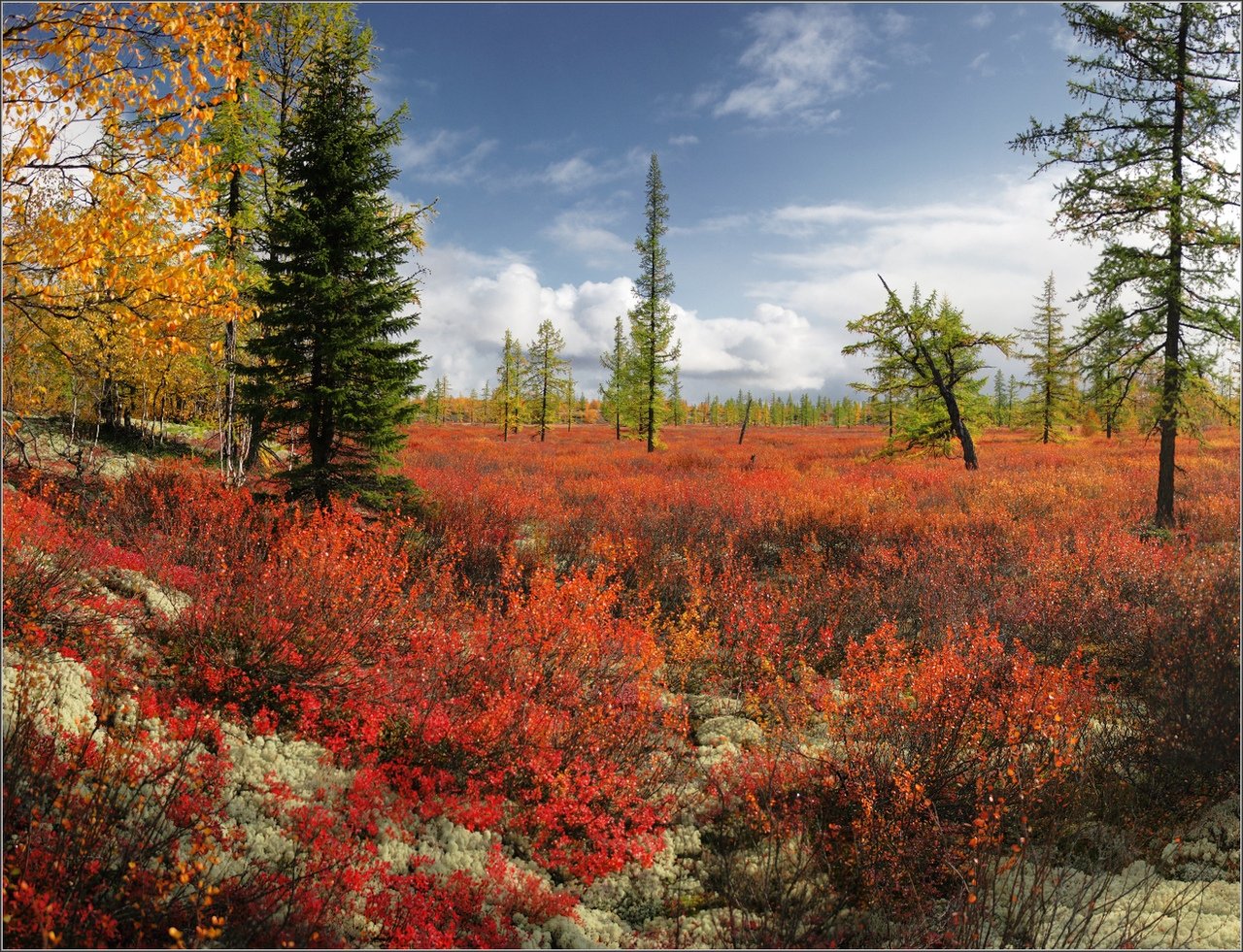 Tundra forest. Природа тундра новый Уренгой. Ямало-Ненецкий автономный округ лесотундра. Лето тундра новый Уренгой. Осень тундра новый Уренгой.