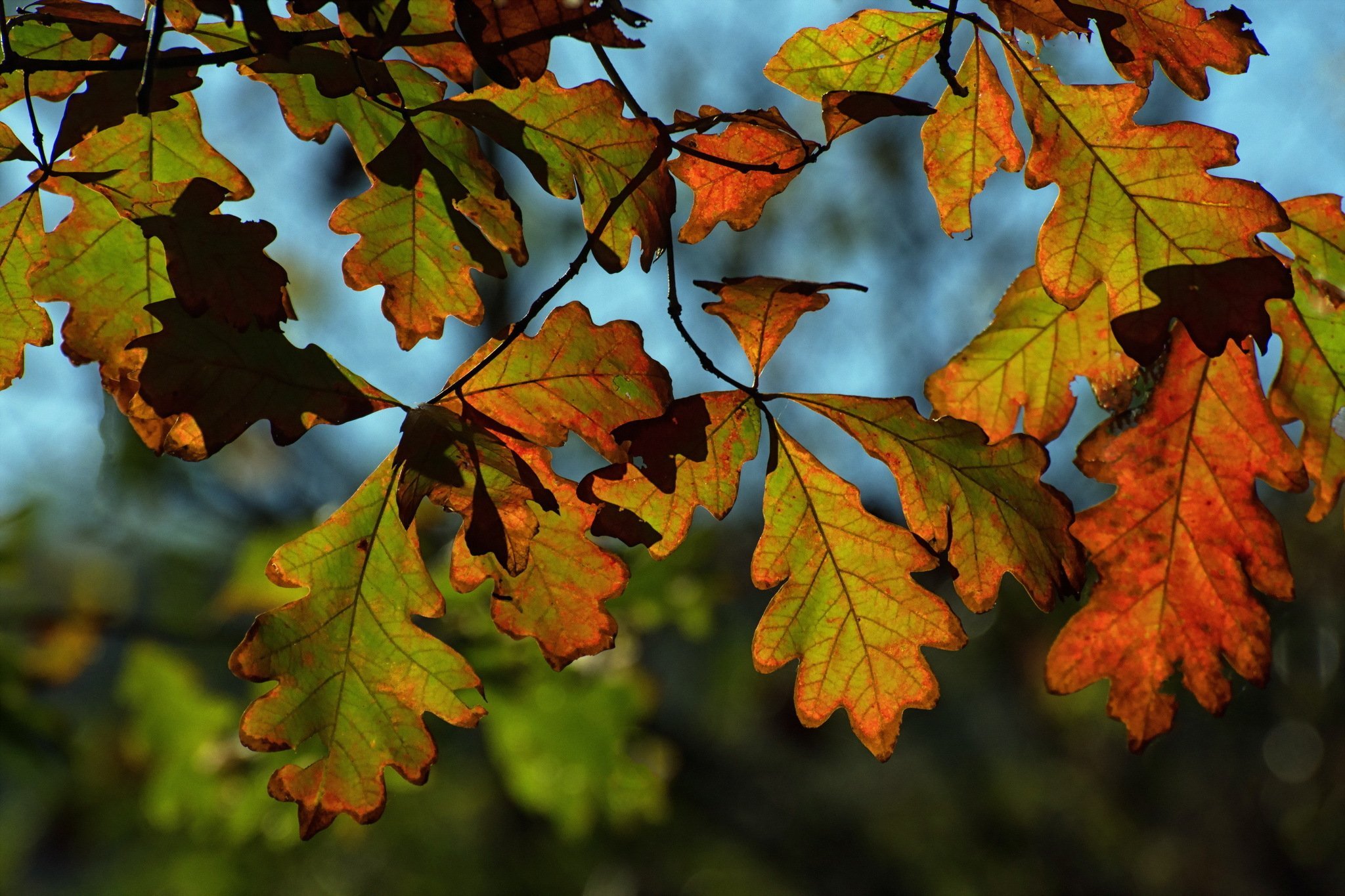 Каким цветом листья осенью. Осенний дубовый лист. Осенние листья дуба. Осенний дуб. Осенние листья фото.