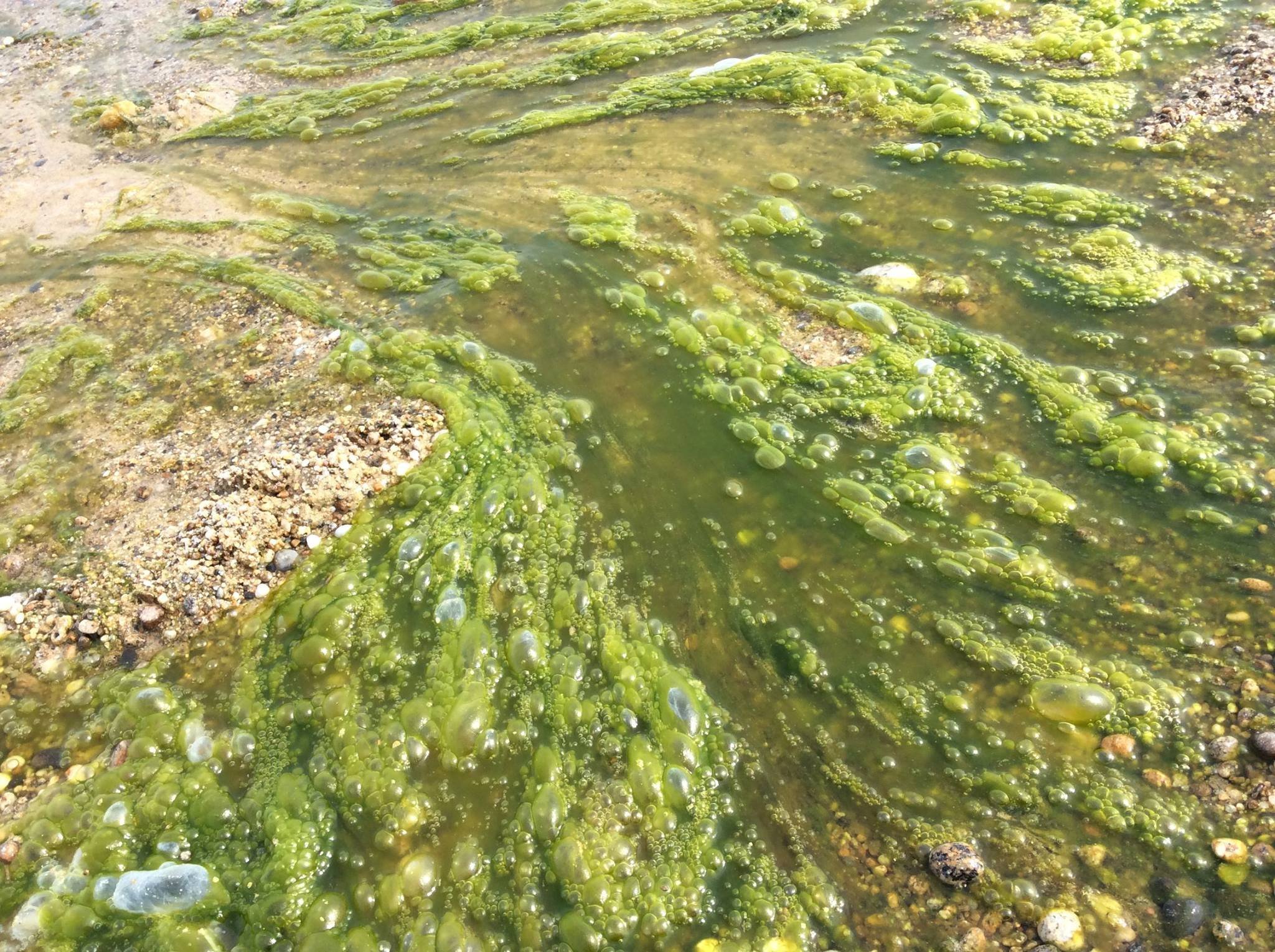 Загрязнение воды байкала. Байкал водоросли спирогиры. Спирогира на Байкале. Водорослями спирогира озеро Байкал.
