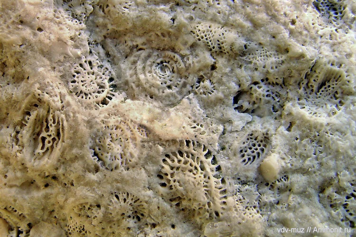 Скопление живых организмов. Фораминиферы фузулиниды. Фузулиниды палеонтология. Фораминиферы известняк. Торатау окаменелые кораллы.