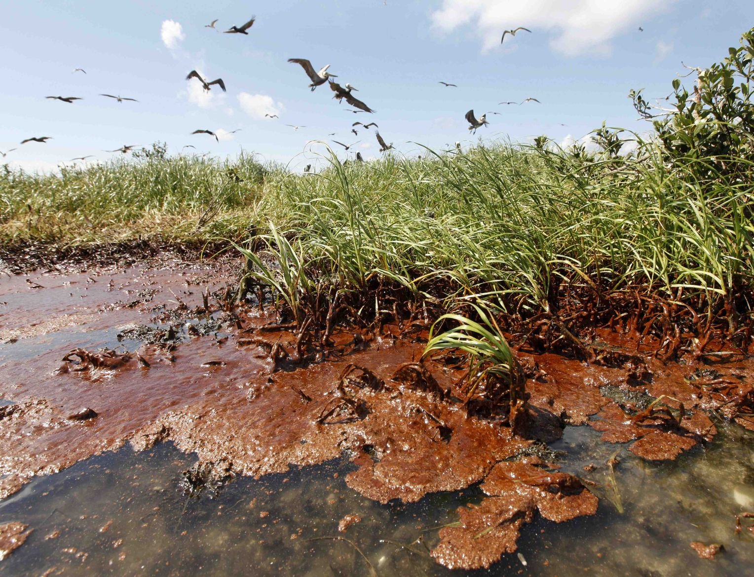 Борьба с загрязнением почвы. Загрязнение нефтью мексиканского залива последствия. Разлив нефти в мексиканском заливе 2010 последствия для экологии. Заболоченные берега мексиканского залива. Загрязнение почвы.