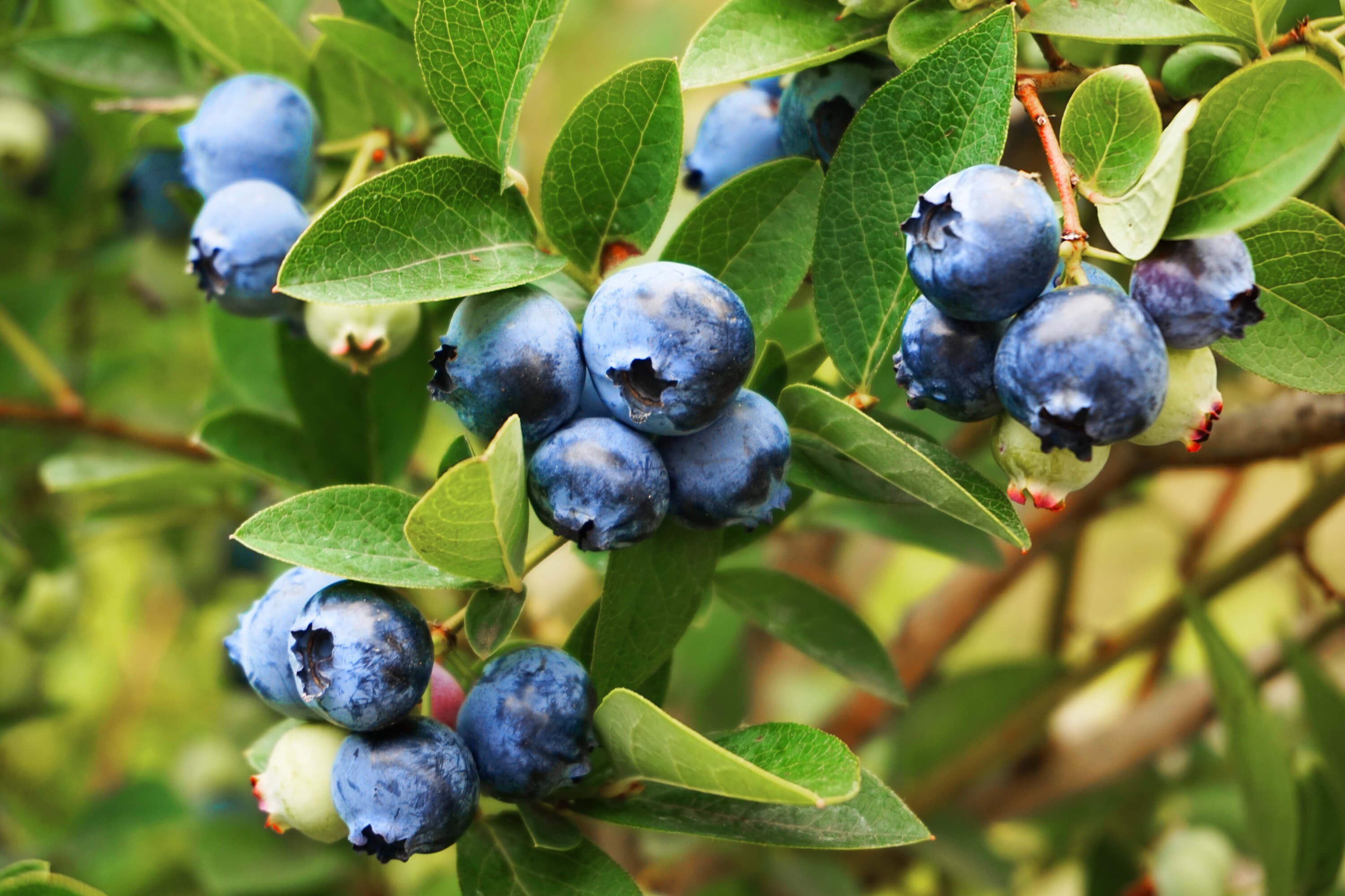 Виды вечнозеленых кустарников с синими ягодами