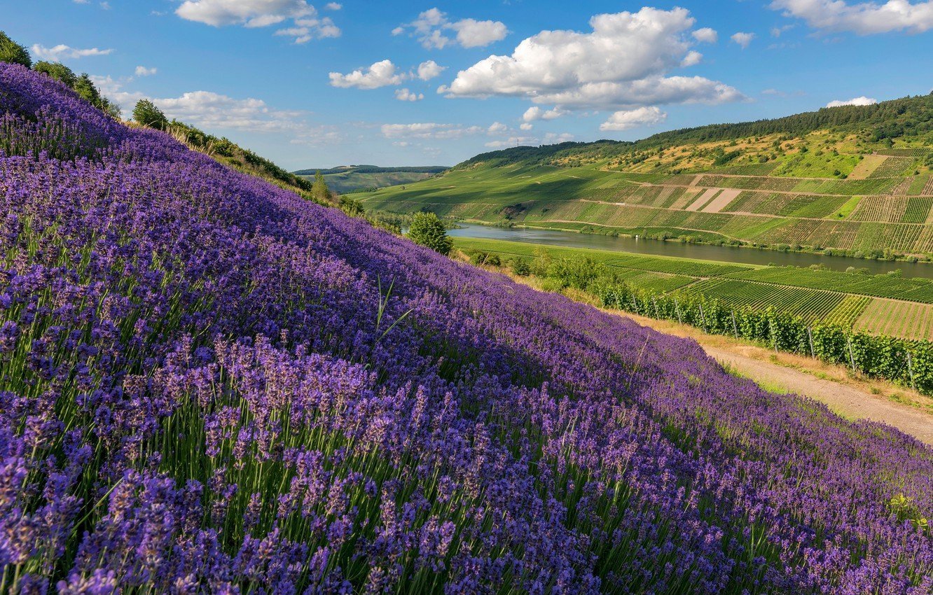 Лаванда крымская фото растения