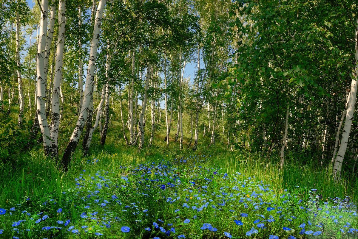 Весенняя березовая роща картинки