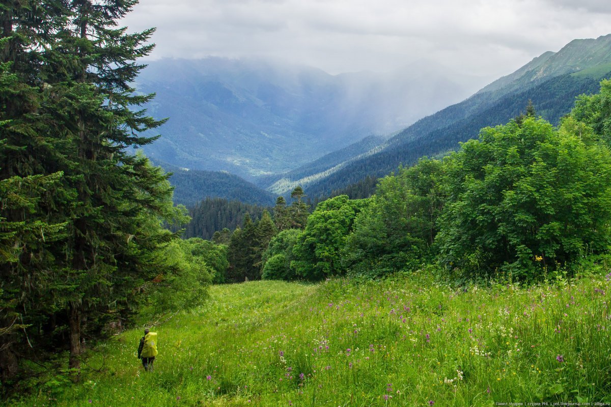 Широколиственный лес в горах Кавказа