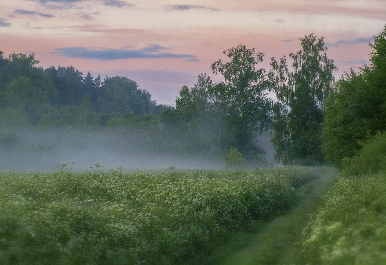 Там над травою. Туман в поле. Утро туман. Утреннее поле в тумане. Природа в дымке.