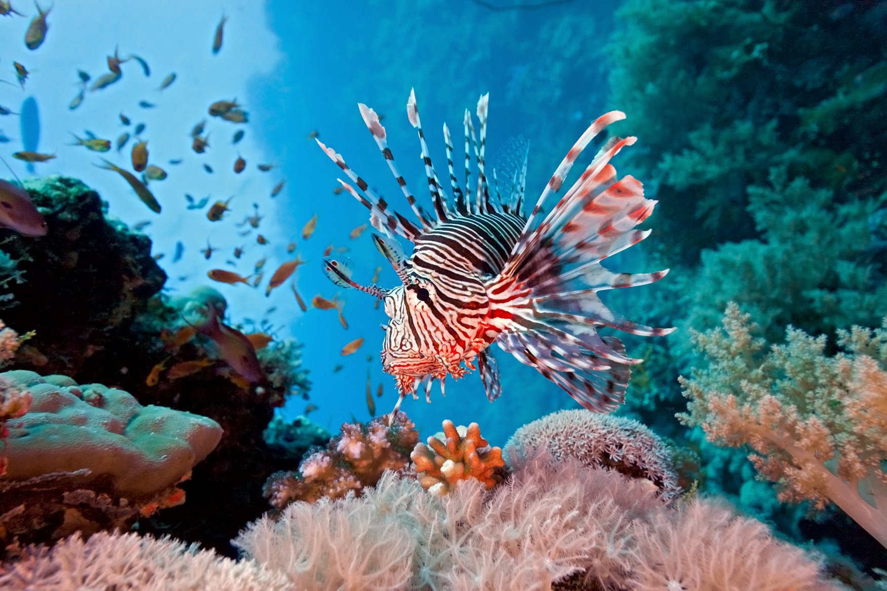 Обитатели кораллового рифа крылатка