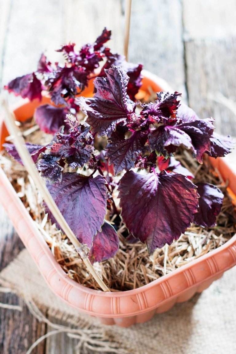 Shiso растение