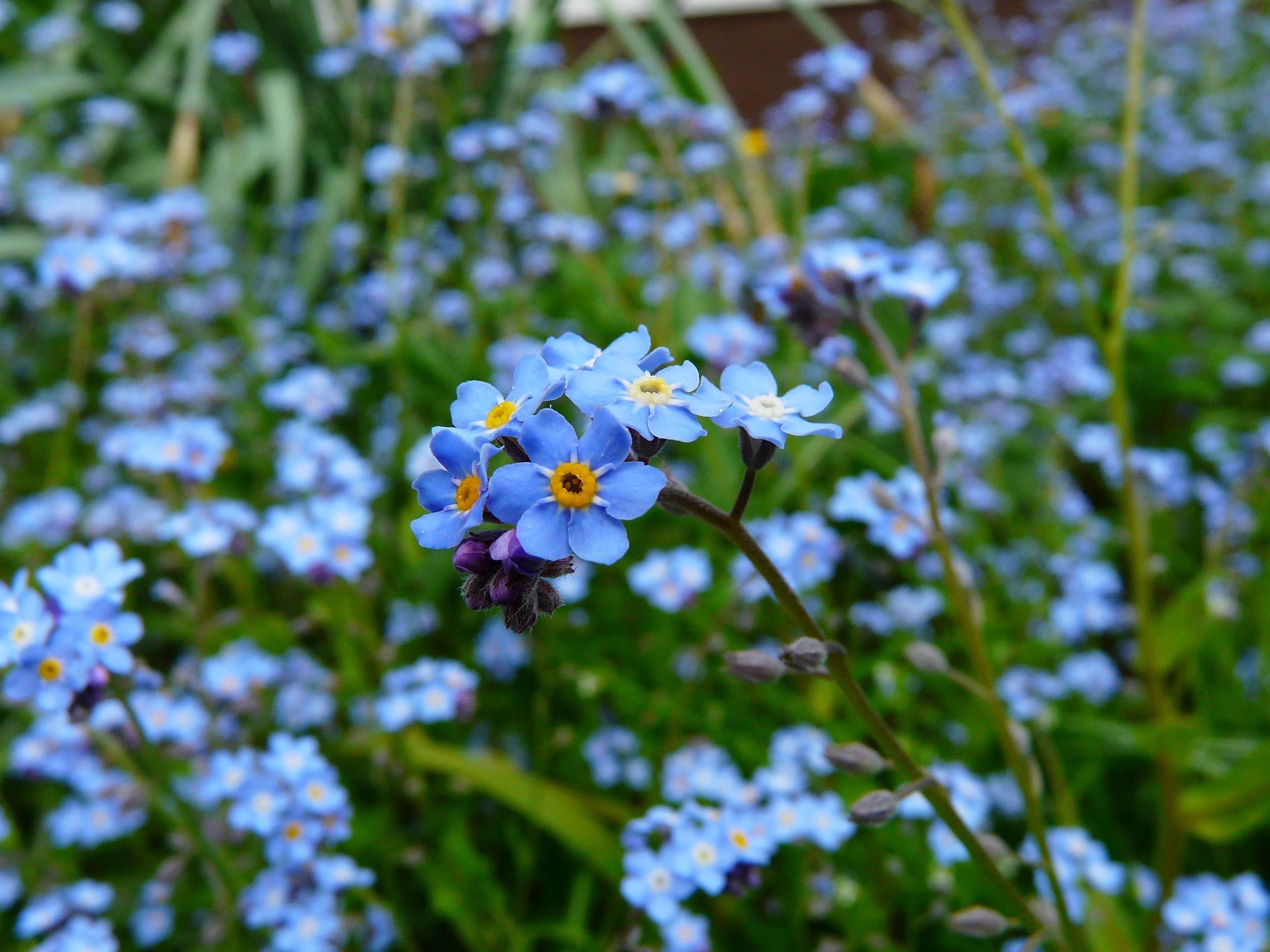 На поляне растут синие цветы. Незабудка мелкоцветковая. Незабудка Полевая (Myosotis arvensis). Незабудка Садовая голубая многолетняя. Незабудка Альпийская цветение.