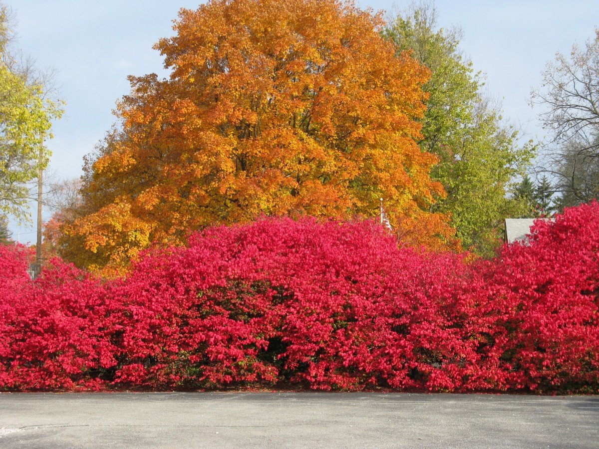 Спирея с красными листьями осенью