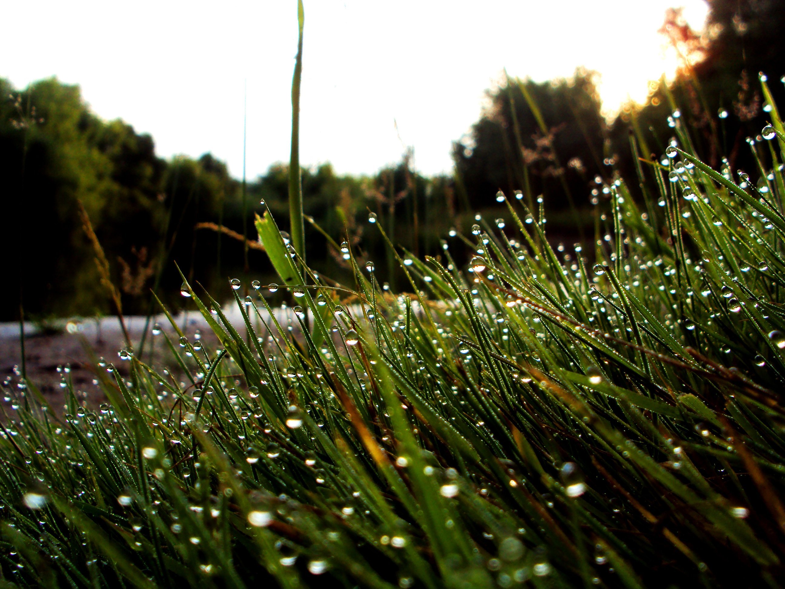 День утренней росы. Роса на траве. Красивый дождь. Утренняя роса.
