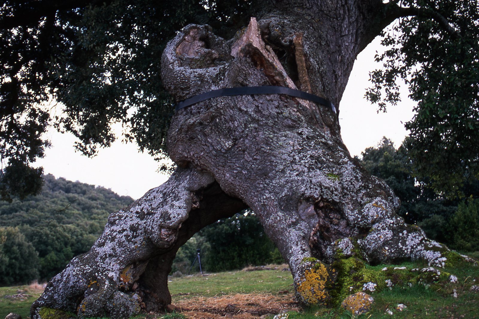 Это был огромный дуб. «Каменные деревья» Сызрань. Дуб Васанский. Испанский Тысячелетний каменный дуб. Дуб каменный Quercus Ilex.